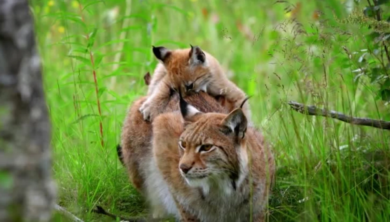 Documentary Animals: Little Cats Big Personalities - Wildcat - Pet ...