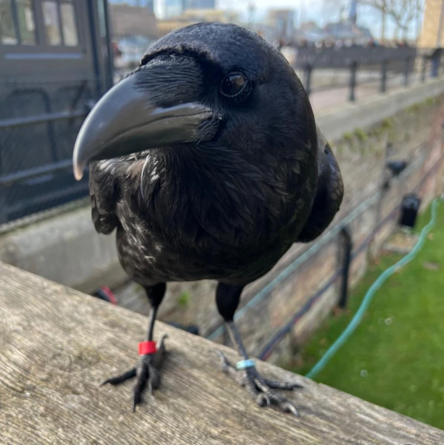 Odysee profile picture for @crows