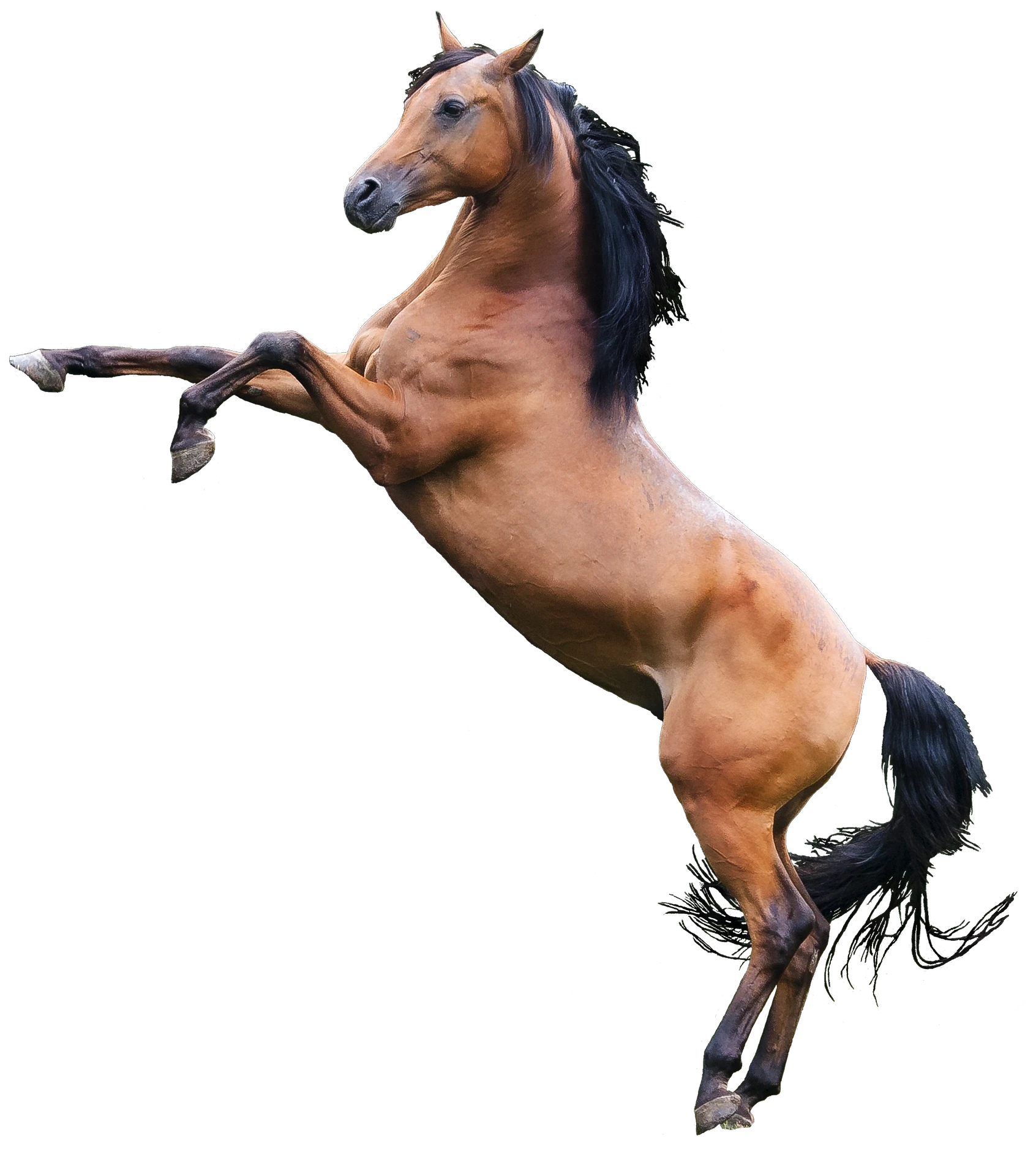Odysee profile picture for @HorseMan