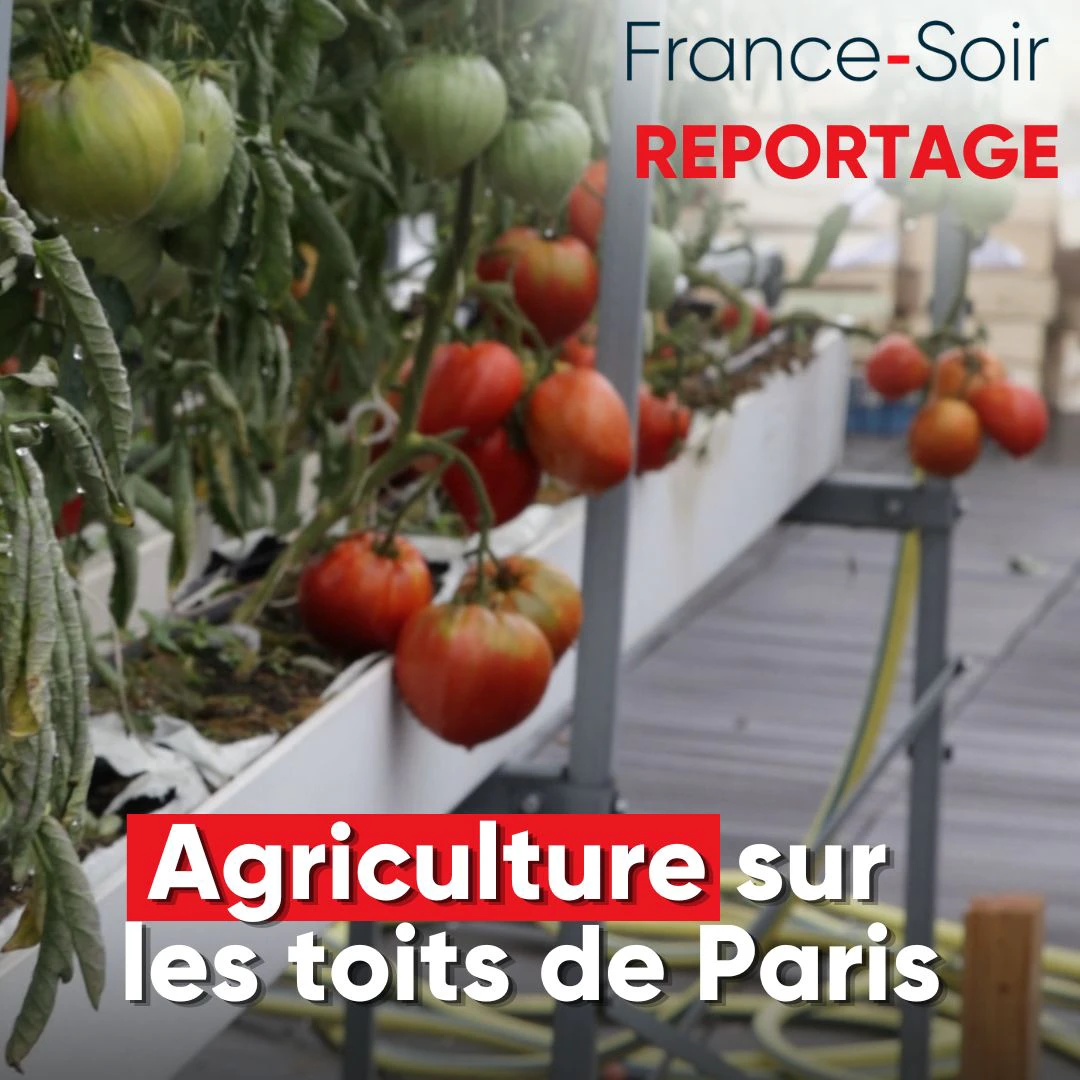 Circuit-court et végétalisation, reportage dans une ferme urbaine sur les toits de Paris