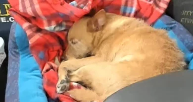 Mark & Henry Respond to Alu Axelman's Email re COVID