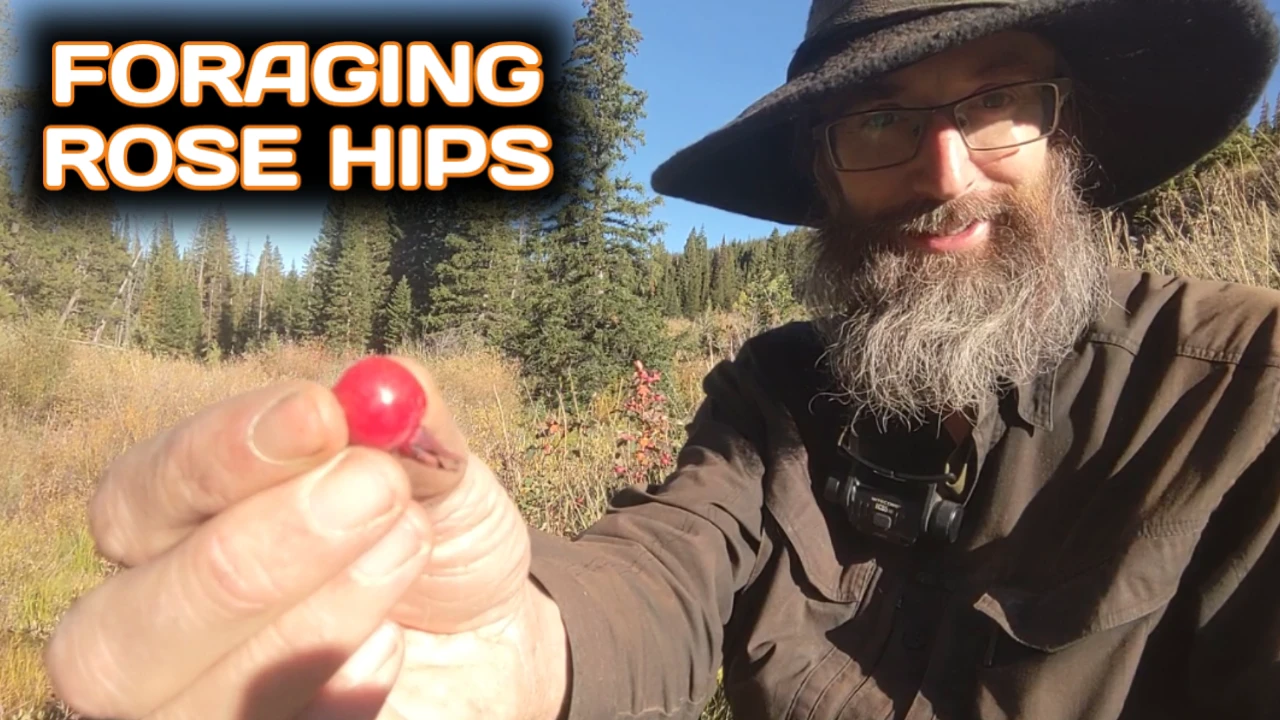 Foraging Rose Hips