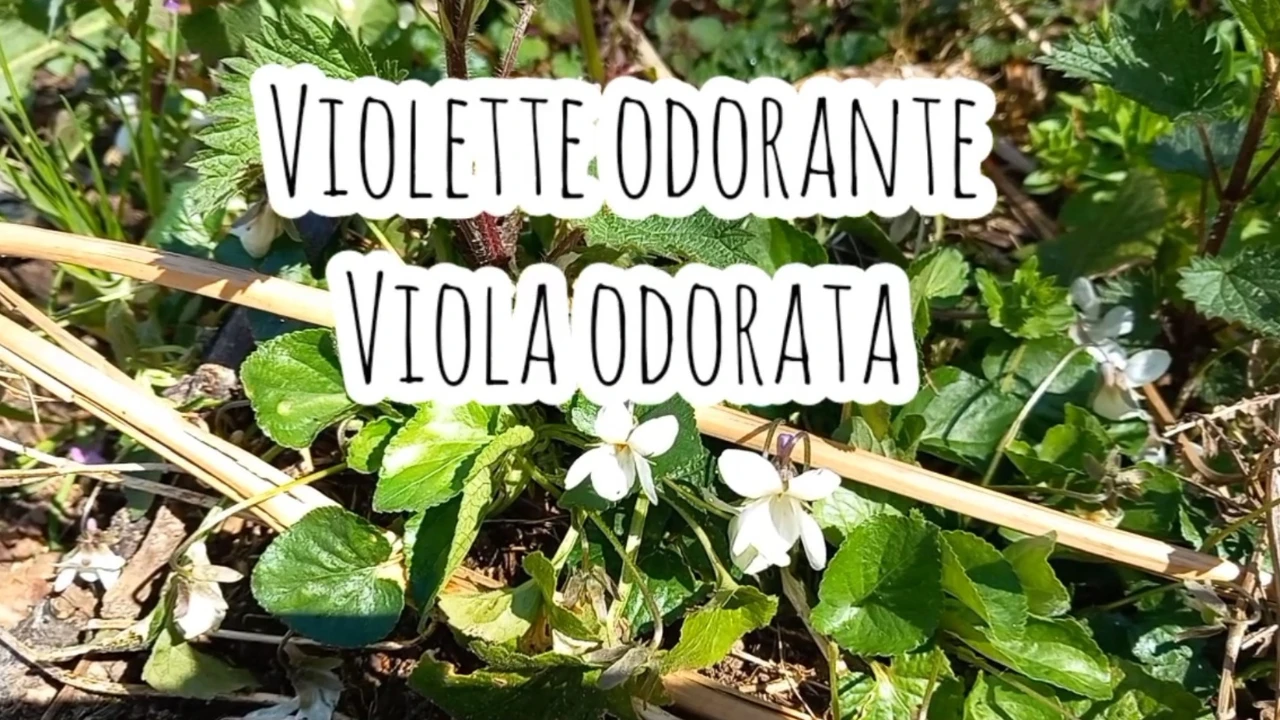 La violette odorante (Viola odorata) Famille des violacées