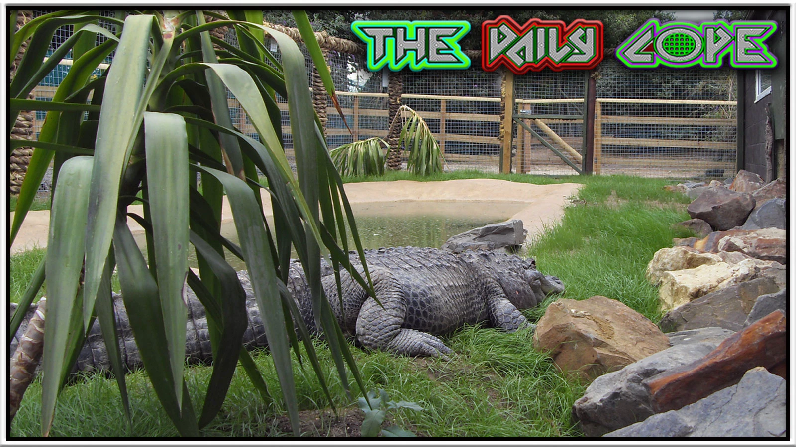 They're Feeding White Children To Crocodiles! ($5 Media Friday) episode artwork