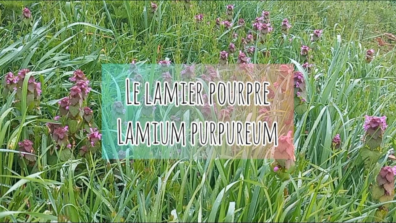 Le Lamier Pourpre (Lamium purpureum) Famille des lamiacées