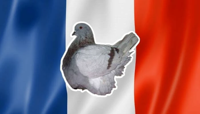 Odysee profile picture for @Pigeons