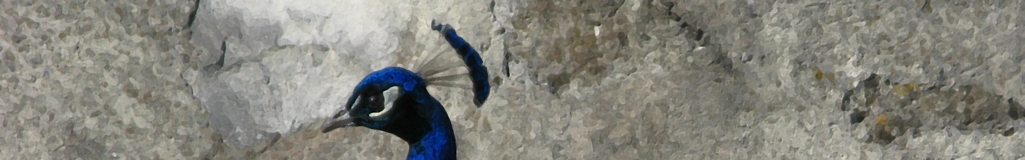 Odysee banner for @peacock