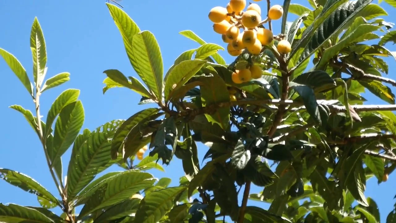 The Conscious Agora: 5 Year Progress Report (Walk and Talk)