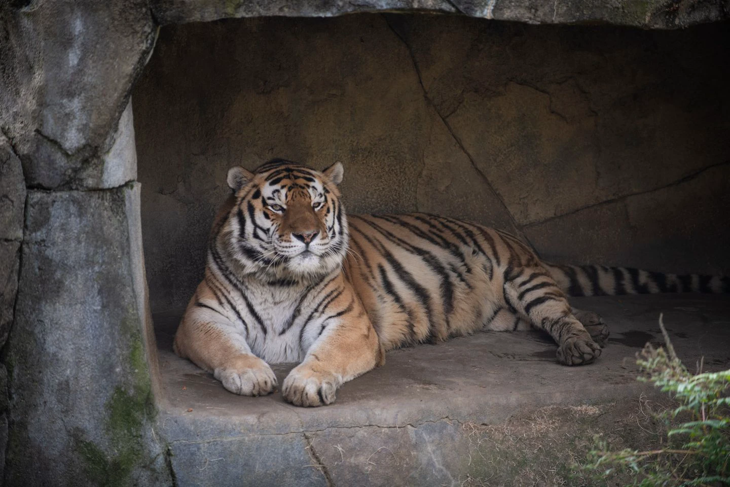 Columbus Zoo Claims Amur Tiger Succumbs to Covid 19 thumbnail