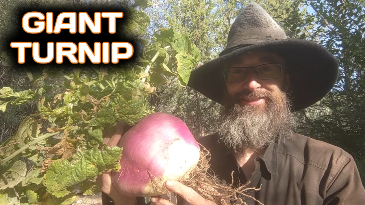 Giant Turnip